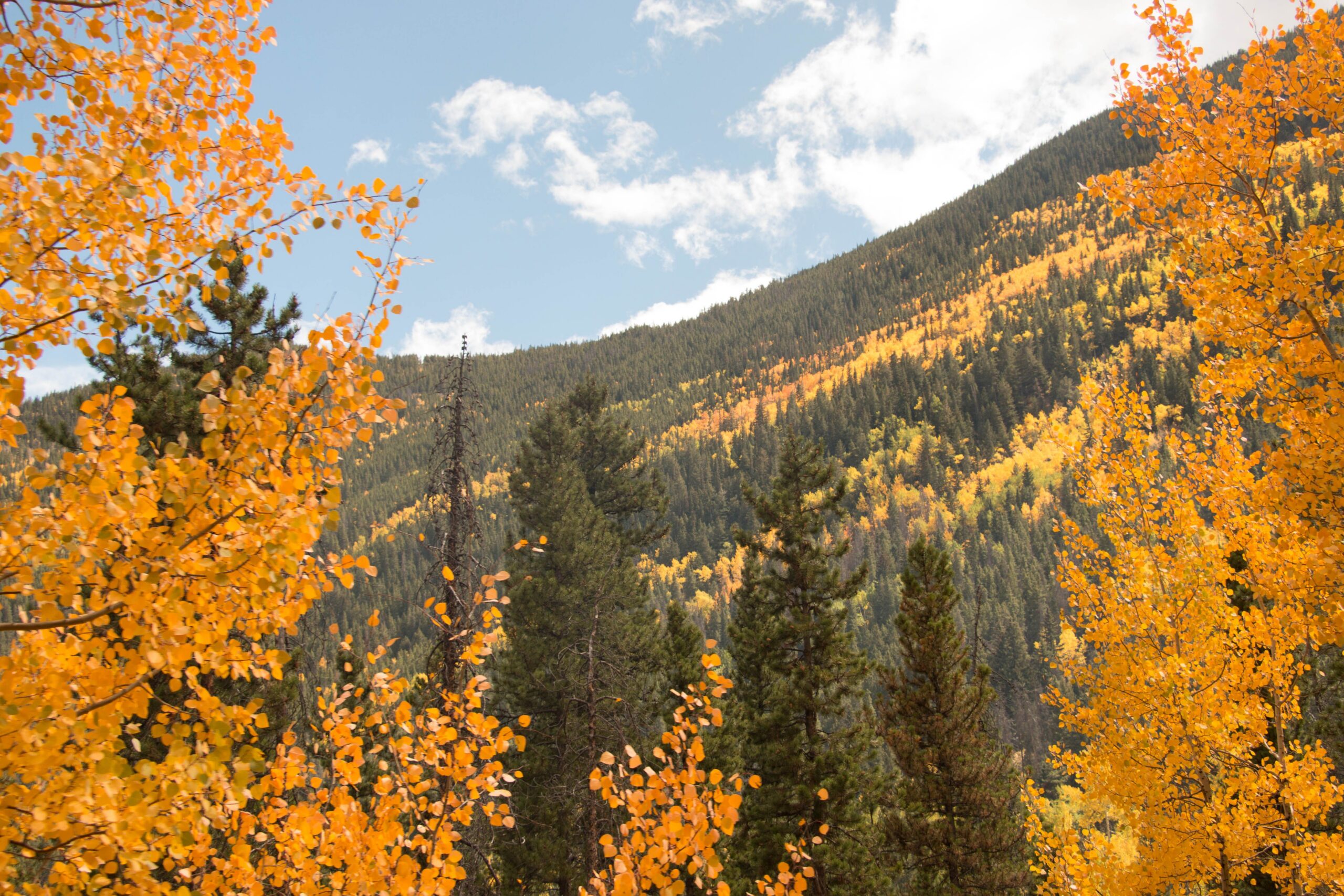 Experience Fall in Angel Fire: The Ultimate Autumn Guide to the Sangre de Cristo Mountains